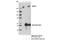 Mediator of RNA polymerase II transcription subunit 12 antibody, 14360S, Cell Signaling Technology, Immunoprecipitation image 