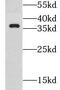 GSG1 Like antibody, FNab03671, FineTest, Western Blot image 