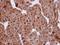 SERTA Domain Containing 1 antibody, GTX106457, GeneTex, Immunohistochemistry paraffin image 