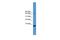 Cortistatin antibody, PA5-44997, Invitrogen Antibodies, Western Blot image 