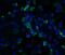 CASP2 And RIPK1 Domain Containing Adaptor With Death Domain antibody, 1117, ProSci, Immunofluorescence image 