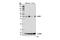 Immunity-related GTPase family M protein 1 antibody, 14979S, Cell Signaling Technology, Western Blot image 