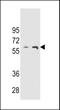 THUMP Domain Containing 3 antibody, LS-C161867, Lifespan Biosciences, Western Blot image 