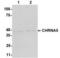 Cholinergic Receptor Nicotinic Alpha 5 Subunit antibody, 54-336, ProSci, Western Blot image 