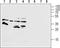 Formyl Peptide Receptor 1 antibody, TA328619, Origene, Western Blot image 