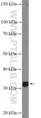 Cyclin C antibody, 26464-1-AP, Proteintech Group, Western Blot image 