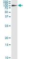 BM-90 antibody, H00002192-M01, Novus Biologicals, Immunoprecipitation image 