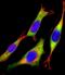 Rac Family Small GTPase 2 antibody, PA5-72241, Invitrogen Antibodies, Immunofluorescence image 