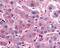 Dipeptidyl Peptidase 9 antibody, 51-143, ProSci, Immunohistochemistry paraffin image 