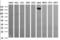Alpha Kinase 2 antibody, orb314576, Biorbyt, Western Blot image 