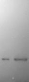 Synuclein Alpha antibody, LS-C204583, Lifespan Biosciences, Western Blot image 