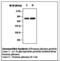 Alpha-1-B Glycoprotein antibody, LS-B7846, Lifespan Biosciences, Western Blot image 