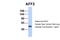 AF4/FMR2 Family Member 2 antibody, PA5-40852, Invitrogen Antibodies, Western Blot image 