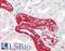 Mex-3 RNA Binding Family Member C antibody, LS-B10347, Lifespan Biosciences, Immunohistochemistry frozen image 
