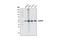 DnaJ Heat Shock Protein Family (Hsp40) Member C3 antibody, 2940S, Cell Signaling Technology, Western Blot image 