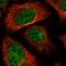 Mitochondrial Methionyl-TRNA Formyltransferase antibody, HPA040710, Atlas Antibodies, Immunofluorescence image 