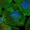 ATPase Plasma Membrane Ca2+ Transporting 4 antibody, NBP2-31984, Novus Biologicals, Immunofluorescence image 