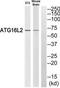 Autophagy Related 16 Like 2 antibody, TA315964, Origene, Western Blot image 