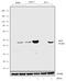 Interferon Regulatory Factor 9 antibody, 711354, Invitrogen Antibodies, Western Blot image 