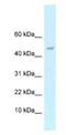 CAMP Regulated Phosphoprotein 21 antibody, NBP1-82414, Novus Biologicals, Western Blot image 