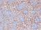 Hyperpolarization Activated Cyclic Nucleotide Gated Potassium And Sodium Channel 2 antibody, NBP2-12895, Novus Biologicals, Immunohistochemistry paraffin image 