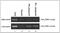 Regulatory Factor X Associated Protein antibody, GTX60368, GeneTex, Chromatin Immunoprecipitation image 