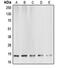 Caspase 6 antibody, LS-C351920, Lifespan Biosciences, Western Blot image 