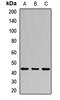 CD46 Molecule antibody, LS-C668222, Lifespan Biosciences, Western Blot image 