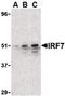 Interferon Regulatory Factor 7 antibody, PA5-20280, Invitrogen Antibodies, Western Blot image 