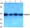Histone Deacetylase 3 antibody, A00839Y414, Boster Biological Technology, Western Blot image 