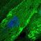 Formin 2 antibody, NBP2-58041, Novus Biologicals, Immunofluorescence image 