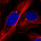 Centrosomal Protein 350 antibody, AMAb91164, Atlas Antibodies, Immunofluorescence image 