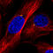 KIAA0480 antibody, AMAb91164, Atlas Antibodies, Immunofluorescence image 