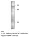 Purinergic Receptor P2Y1 antibody, MBS540047, MyBioSource, Western Blot image 