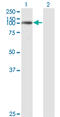 Ubiquitin Specific Peptidase 33 antibody, LS-B5452, Lifespan Biosciences, Western Blot image 