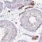 Immunity Related GTPase Cinema antibody, NBP2-14129, Novus Biologicals, Immunohistochemistry frozen image 