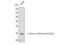 Histone Cluster 1 H2B Family Member A antibody, STJ90142, St John