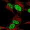 Roundabout Guidance Receptor 2 antibody, NBP1-81399, Novus Biologicals, Immunofluorescence image 