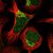 Gse1 Coiled-Coil Protein antibody, HPA036365, Atlas Antibodies, Immunofluorescence image 