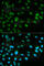 Minichromosome Maintenance Complex Component 7 antibody, A1138, ABclonal Technology, Immunofluorescence image 