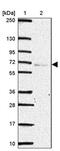 Septin 10 antibody, PA5-63284, Invitrogen Antibodies, Western Blot image 