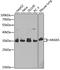 Annexin A5 antibody, GTX30049, GeneTex, Western Blot image 