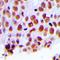 MutS Homolog 2 antibody, LS-C368893, Lifespan Biosciences, Immunohistochemistry frozen image 