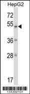 Zinc Finger Protein 207 antibody, 57-696, ProSci, Western Blot image 