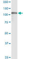 SPIN antibody, LS-B12789, Lifespan Biosciences, Western Blot image 