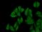 Interferon regulatory factor 2-binding protein 2 antibody, 18847-1-AP, Proteintech Group, Immunofluorescence image 