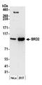 Bromodomain Containing 2 antibody, NBP2-14861, Novus Biologicals, Western Blot image 