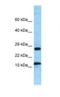 Ribosomal Protein L21 antibody, NBP1-98533, Novus Biologicals, Western Blot image 