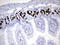 Iododeoxyuridine antibody, LS-C783998, Lifespan Biosciences, Immunohistochemistry frozen image 