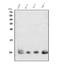 S100 Calcium Binding Protein A4 antibody, A01217-2, Boster Biological Technology, Western Blot image 